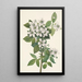 Ronce des haies Rubus argutus - Mary Vaux Walcott — gerahmtes Bild an der Wand