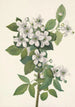 Ronce des haies Rubus argutus - Mary Vaux Walcott — Ansicht des Kunstwerks