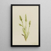 Spiranthes à capuchon Ibidium strictum - Mary Vaux Walcott — gerahmtes Bild an der Wand
