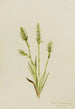 Spiranthes à capuchon Ibidium strictum - Mary Vaux Walcott — Ansicht des Kunstwerks