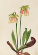 Sarracénie hybride Sarracenia minor x psittacina - Mary Vaux Walcott — Ansicht des Kunstwerks