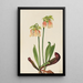 Sarracénie hybride Sarracenia minor x psittacina - Mary Vaux Walcott — gerahmtes Bild an der Wand