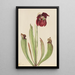 Sarracénie hybride Sarracenia rubra x purpurea venosa - Mary Vaux Walcott — gerahmtes Bild an der Wand