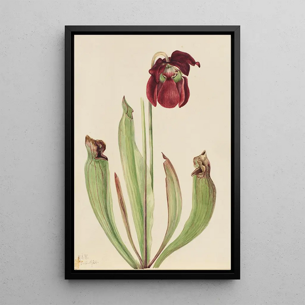 Mary Vaux Walcott - Hybrid Pitcherplant Sarracenia rubra xs purpurea venosa.webp