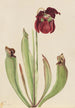 Sarracénie hybride Sarracenia rubra x purpurea venosa - Mary Vaux Walcott — Ansicht des Kunstwerks