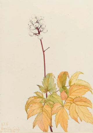 Mary Vaux Walcott - Ivory Baneberry Actaea arguta.webp