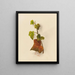 Efeu - Mary Vaux Walcott — gerahmtes Bild an der Wand