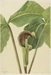 Arisème Triphyll-Triphyllum - Mary Vaux Walcott — Ansicht des Kunstwerks