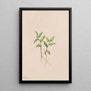 Mary Vaux Walcott - Kruhsea Kruhsea streptopoides.webp