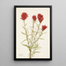Castilléjie à feuilles lancéolées Castilleja lancifolia - Mary Vaux Walcott — gerahmtes Bild an der Wand