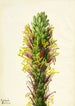 Agave lechuguilla - Mary Vaux Walcott — Ansicht des Kunstwerks