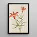 Lys Lilium montanum - Mary Vaux Walcott — gerahmtes Bild an der Wand