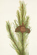 Pin tordu Pinus contorta murrayana - Mary Vaux Walcott — Ansicht des Kunstwerks