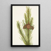 Pin tordu Pinus contorta murrayana - Mary Vaux Walcott — gerahmtes Bild an der Wand