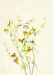 Lotus puberulus - Mary Vaux Walcott — Ansicht des Kunstwerks