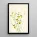 Lotus puberulus - Mary Vaux Walcott — gerahmtes Bild an der Wand