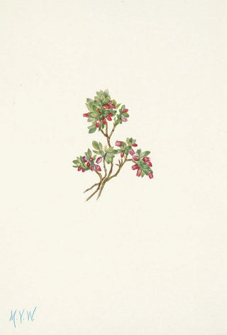 Mary Vaux Walcott - Low Whortleberry Vaccinium caespitosum.webp