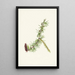 Lyall Larix de Mélèze de Lyall Larix lyallii - Mary Vaux Walcott — gerahmtes Bild an der Wand