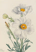 Pavot de Matilija Romneya coulteri - Mary Vaux Walcott — Ansicht des Kunstwerks