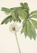 Podophylle pelté Podophyllum peltatum - Mary Vaux Walcott — Ansicht des Kunstwerks