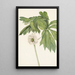 Podophylle pelté Podophyllum peltatum - Mary Vaux Walcott — gerahmtes Bild an der Wand