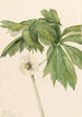 Podophylle pelté Podophyllum peltatum - Mary Vaux Walcott — Ansicht des Kunstwerks