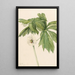 Podophylle pelté Podophyllum peltatum - Mary Vaux Walcott — gerahmtes Bild an der Wand