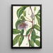 Passiflore incarnée Passiflora incarnata - Mary Vaux Walcott — gerahmtes Bild an der Wand