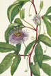 Passiflore incarnée Passiflora incarnata - Mary Vaux Walcott — Ansicht des Kunstwerks