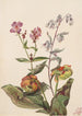 Schönheit der Wiesen Rhexia virginica Serpentaire Nabalus albus Sarracénie pourpre Sarracenia purpurea - Mary Vaux Walcott — Ansicht des Kunstwerks