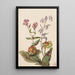 Schönheit der Wiesen Rhexia virginica Serpentaire Nabalus albus Sarracénie pourpre Sarracenia purpurea - Mary Vaux Walcott — gerahmtes Bild an der Wand