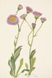 Wiesen-Gänseblümchen Erigeron speciosus - Mary Vaux Walcott — Ansicht des Kunstwerks