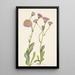 Wiesen-Gänseblümchen Erigeron speciosus - Mary Vaux Walcott — gerahmtes Bild an der Wand