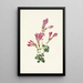 Menzies-Penstemon von Menzies Pentstemon menziesii - Mary Vaux Walcott — gerahmtes Bild an der Wand
