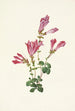 Menzies-Penstemon von Menzies Pentstemon menziesii - Mary Vaux Walcott — Ansicht des Kunstwerks