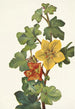 Fremontia mexicaine Fremontodendron mexicanum - Mary Vaux Walcott — Ansicht des Kunstwerks