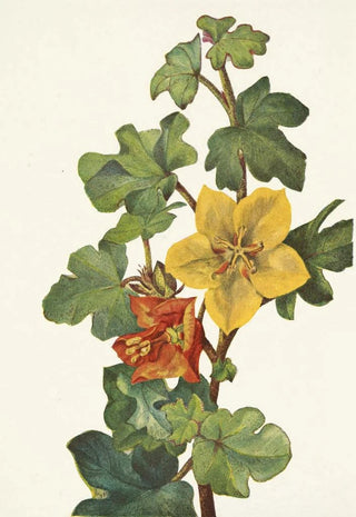 Mary Vaux Walcott - Mexican Fremontia Fremontodendron mexicanum.webp