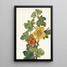 Fremontia mexicaine Fremontodendron mexicanum - Mary Vaux Walcott — gerahmtes Bild an der Wand