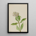 Asclépiade Asclepias - Mary Vaux Walcott — gerahmtes Bild an der Wand