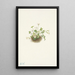 Romanzoffia de Sitka Romanzoffia sitchensis - Mary Vaux Walcott — gerahmtes Bild an der Wand