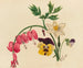 Blumenmischung - Mary Vaux Walcott — Ansicht des Kunstwerks