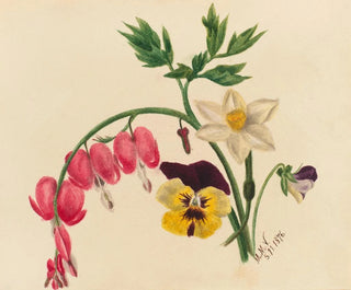 Blumenmischung - Mary Vaux Walcott — Ansicht des Kunstwerks