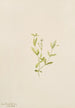 Moehringia laberiflora - Mary Vaux Walcott — Ansicht des Kunstwerks