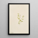 Moehringia laberiflora - Mary Vaux Walcott — gerahmtes Bild an der Wand