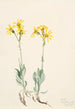 Parnassie du Montana Parnassia montanesis - Mary Vaux Walcott — Ansicht des Kunstwerks