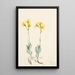 Parnassie du Montana Parnassia montanesis - Mary Vaux Walcott — gerahmtes Bild an der Wand