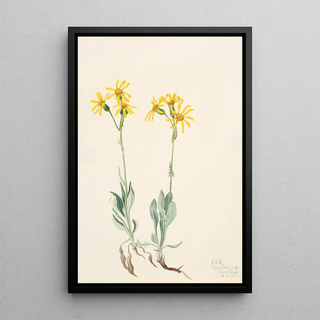 Mary Vaux Walcott - Montana Parnassia Parnassia montanesis.webp