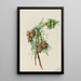 Zypresse von Monterey Cupressus macrocarpa - Mary Vaux Walcott — gerahmtes Bild an der Wand
