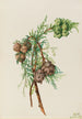 Zypresse von Monterey Cupressus macrocarpa - Mary Vaux Walcott — Ansicht des Kunstwerks