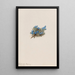 Myosotis der Moose Eritrichum elongatum - Mary Vaux Walcott — gerahmtes Bild an der Wand